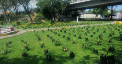 Saquean vivero... se roban 600 plantas para reforestar Coatzacoalcos