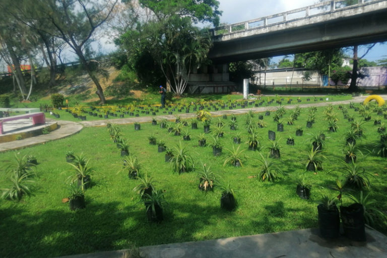 Saquean vivero… se roban 600 plantas para reforestar Coatzacoalcos