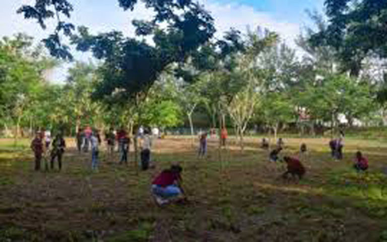 Transforman gran terreno baldío en huerto frutal en Coatzacoalcos