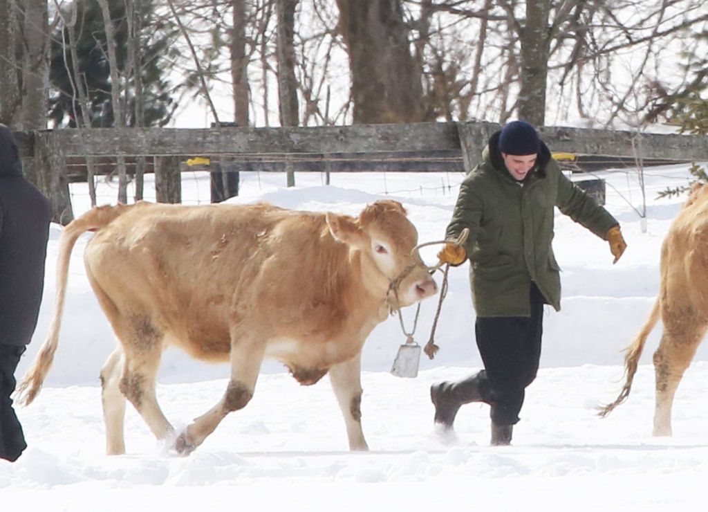 Robert Pattinson se hace viral por pasear una vaca