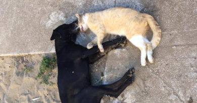 Envenenan a 6 mascotas en Coatza; 3 perdieron la vida