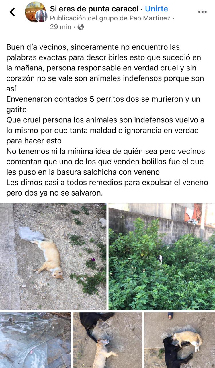 Envenenan a 6 mascotas en Coatza; 3 perdieron la vida 