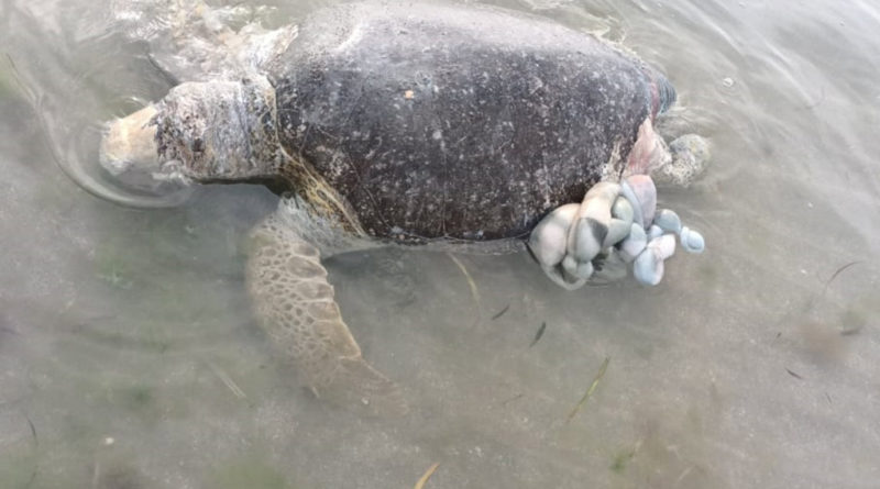 Aparece tortuga muerta en Boca del Río