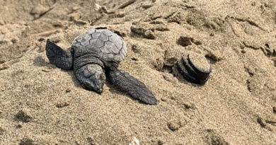 Mueren más de 20 tortugas recién nacidas en Coatza