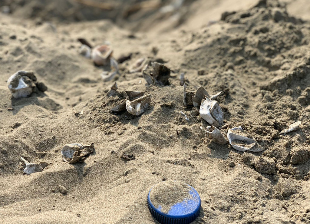 Mueren más de 20 tortugas recién nacidas en Coatza