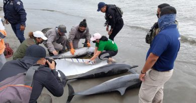 Encallan delfines en Boca del Río; mueren 3