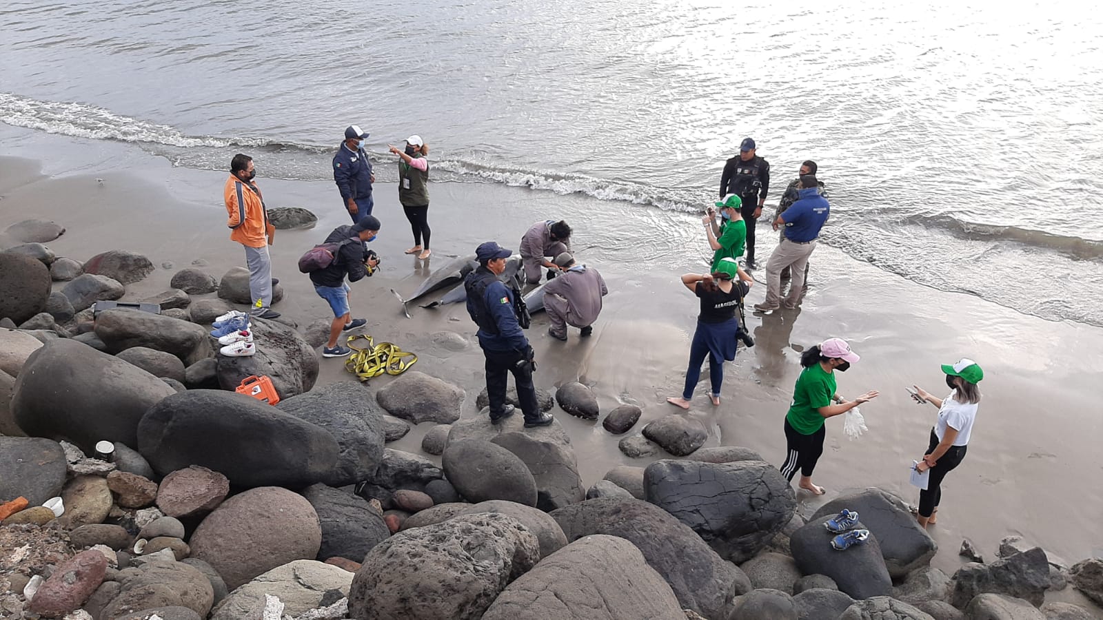 Encallan delfines en Boca del Río; mueren 3