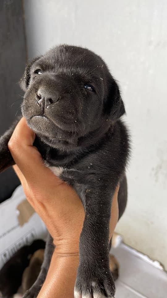 perritos