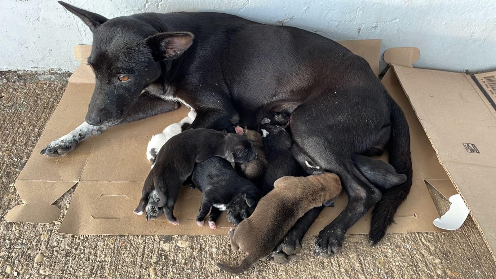perritos