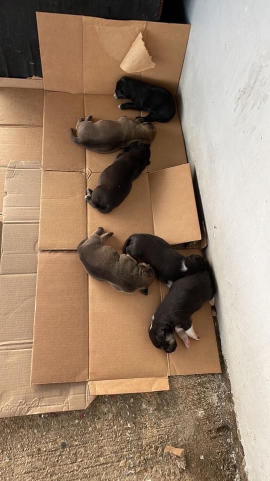 perritos