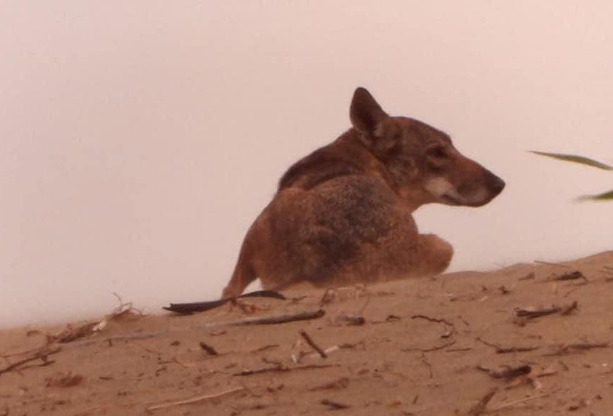 coyotes