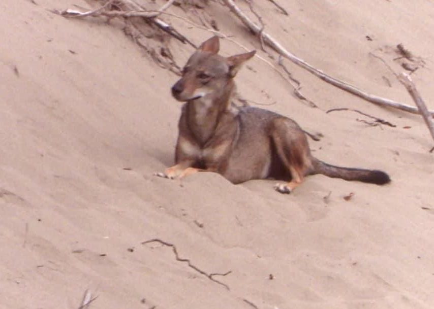 coyotes