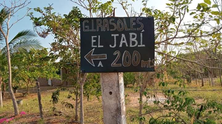 girasoles