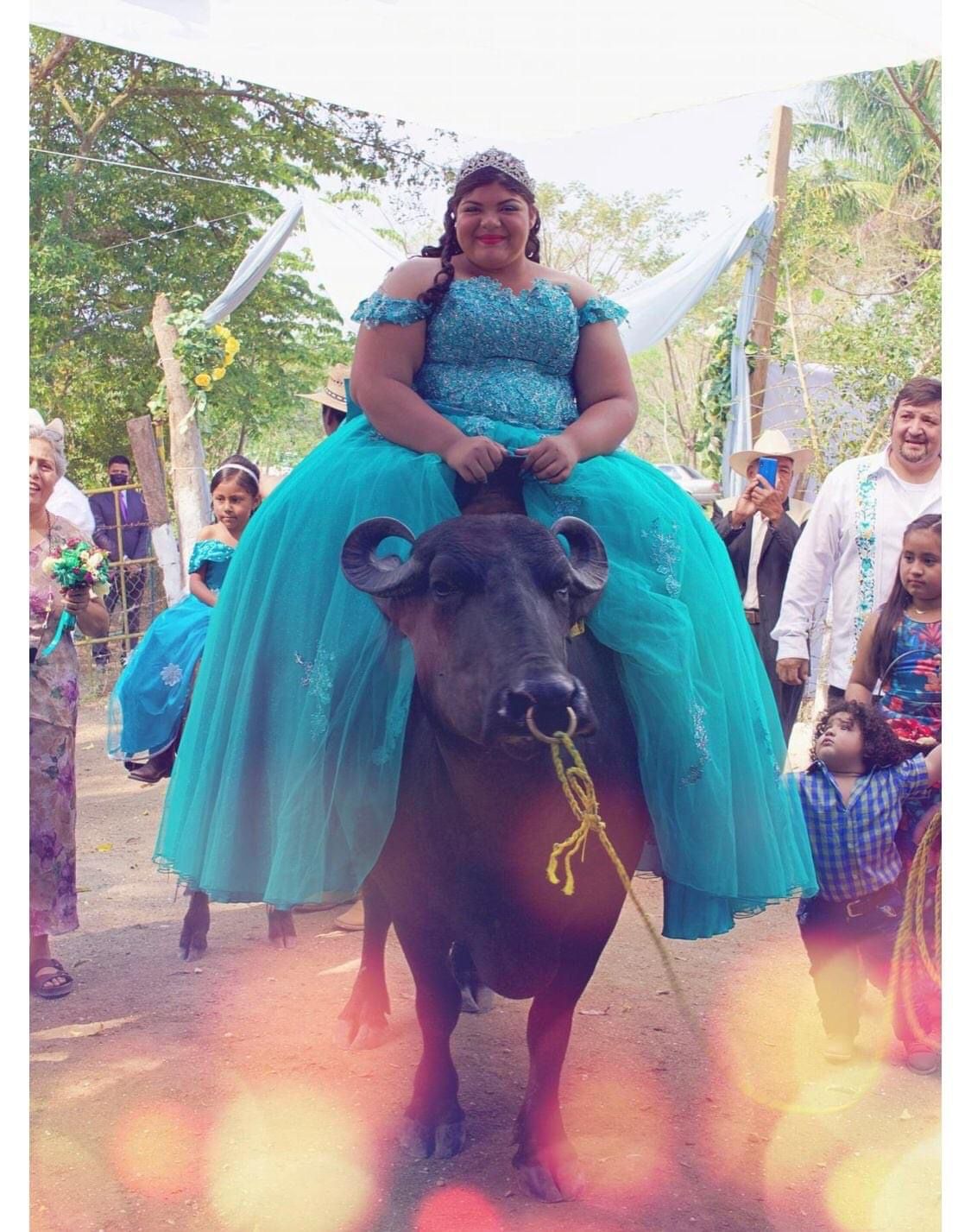 búfalo