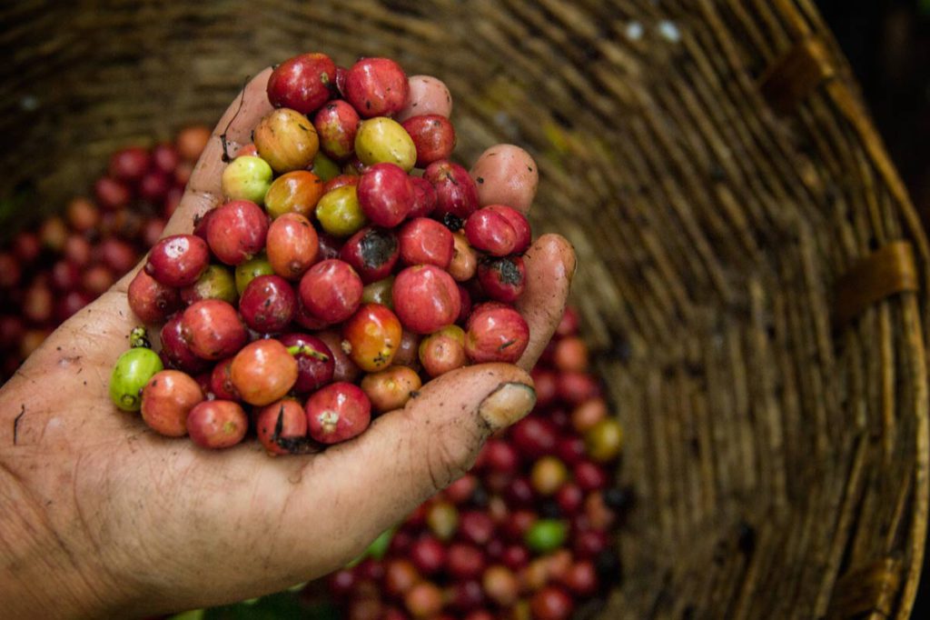 Arábica y Robusta: El café que producen y toman los mexicanos