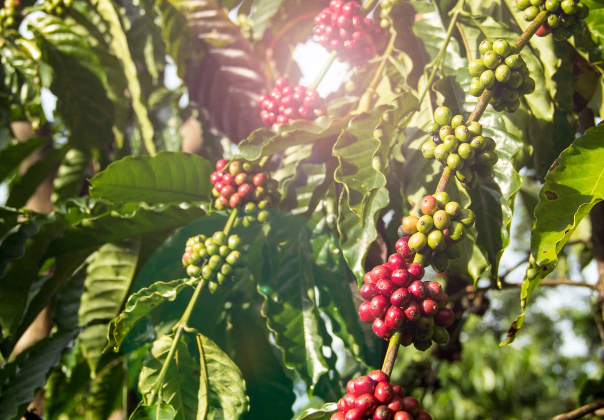Arábica y Robusta: El café que producen y toman los mexicanos
