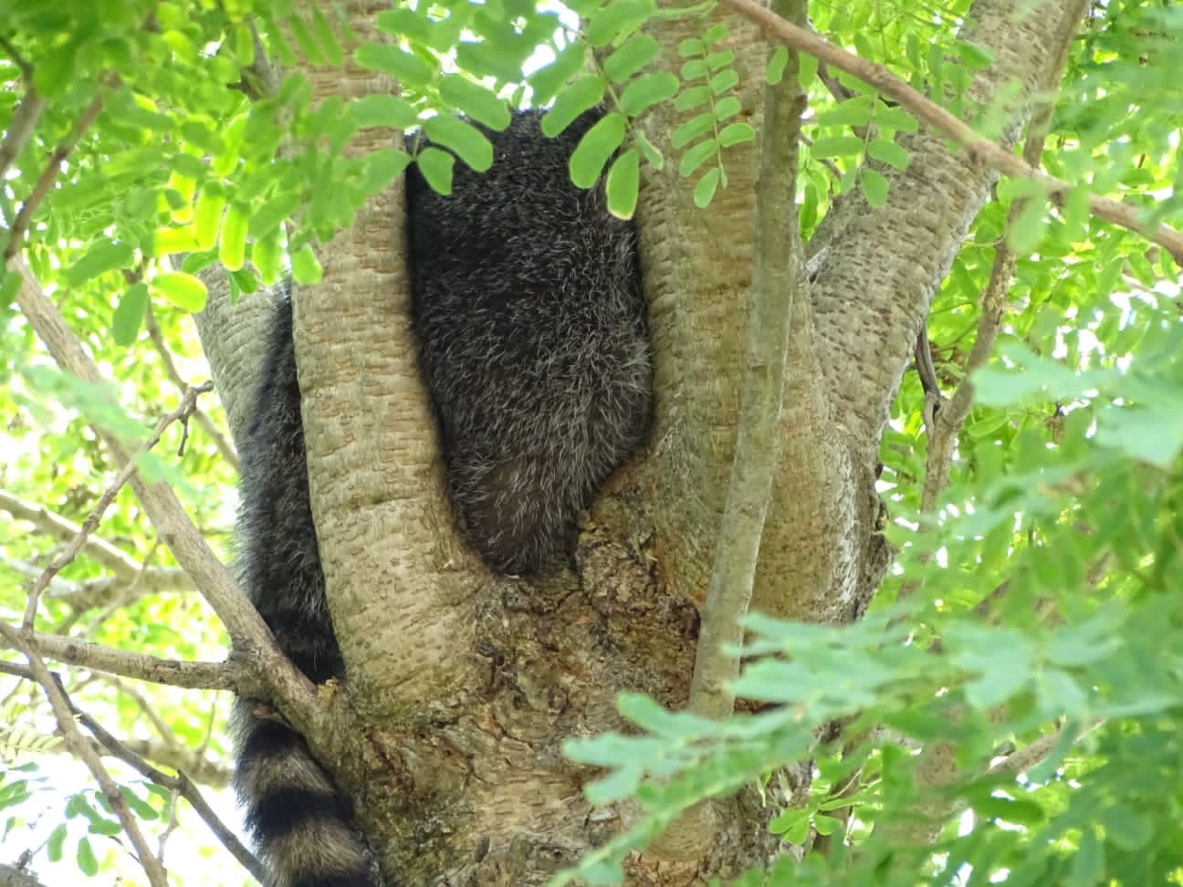 mapache