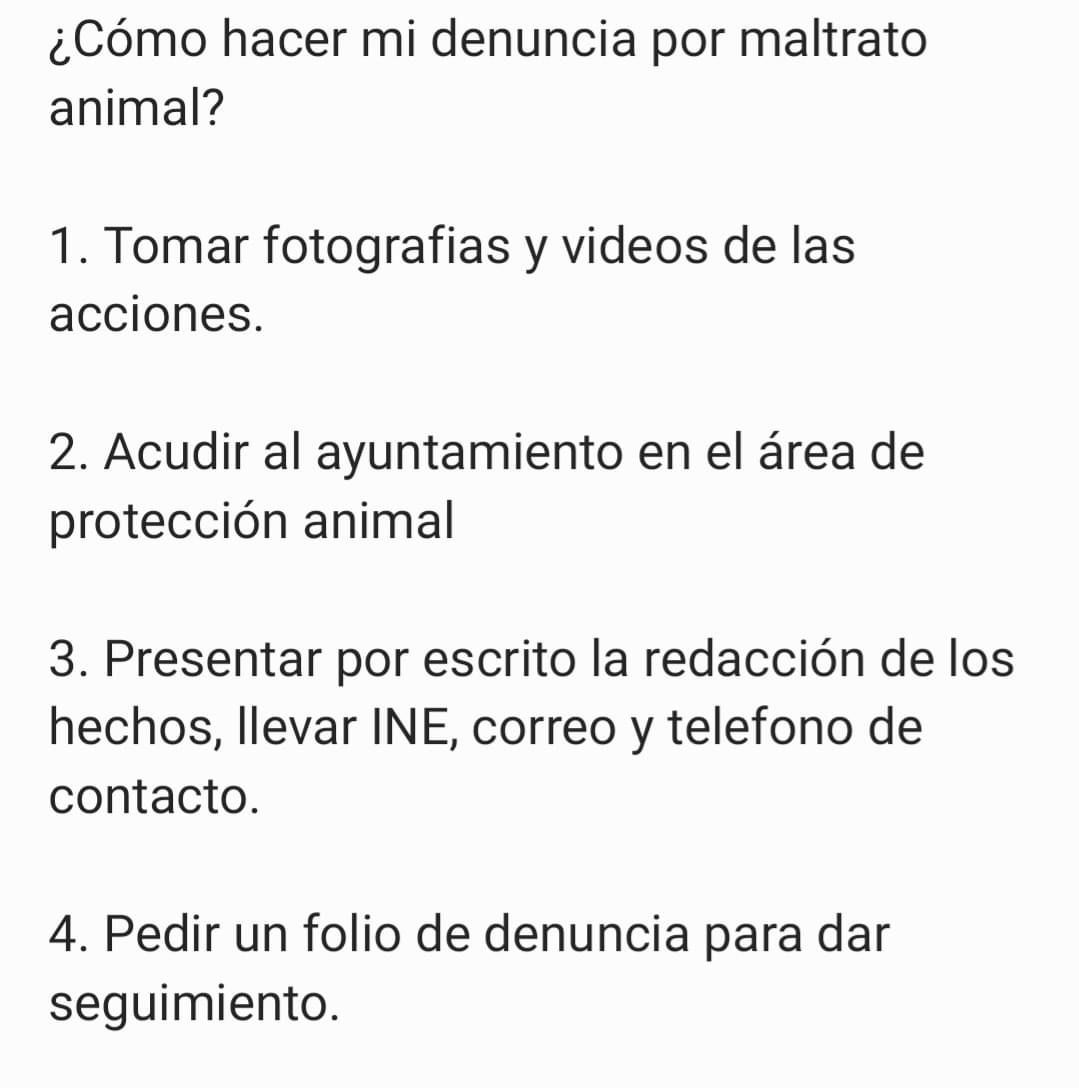 Abandonan perrito