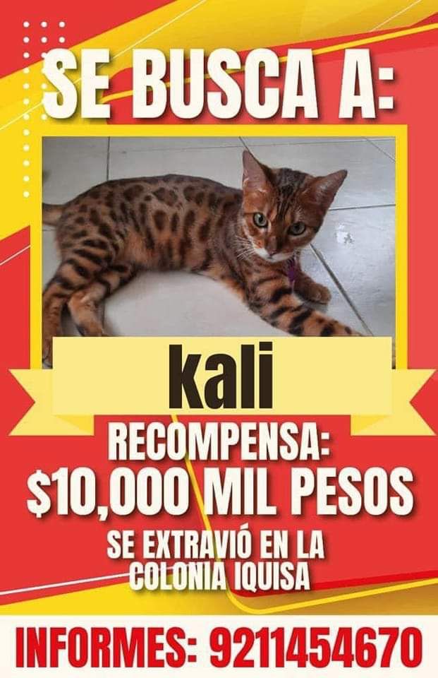 Ofrecen 10 mil pesos por gato perdido en Coatzacoalcos
