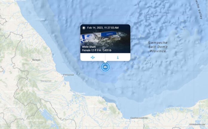 Tiburón blanco aparece en costas de Veracruz