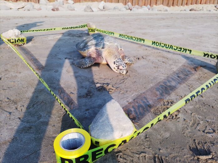 Aparece Tortuga muerta en Veracruz