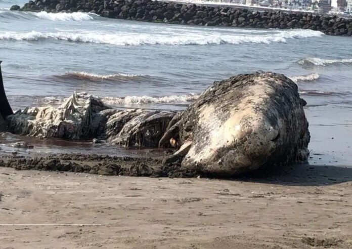 cachalote muerto en playas de Veracruz