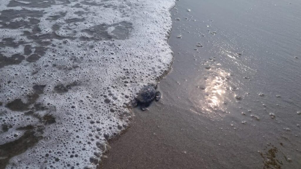 Son hermosas, eclosionan tortugas en la playa.