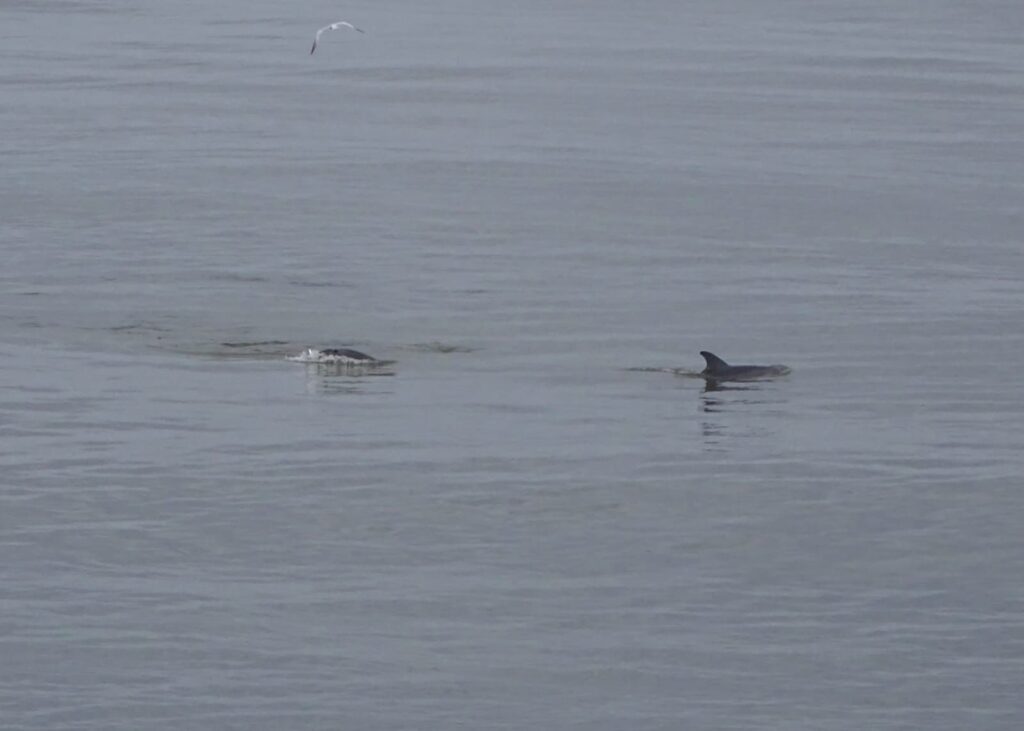 Familia de delfines se deja ver en Coatza