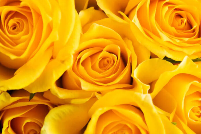 Qué significa regalar flores amarillas el 21 de septiembre