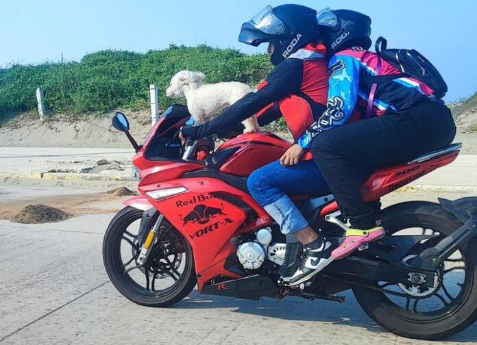Se hace viral perrito motociclista