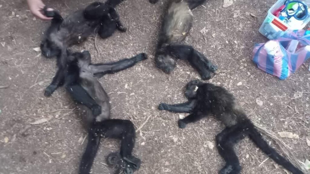 Monitos aulladores caen fulminados por el calor