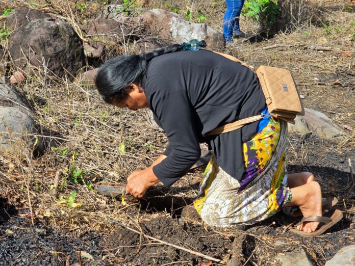 Ayuntamiento de Coatzacoalcos reforesta zona serrana