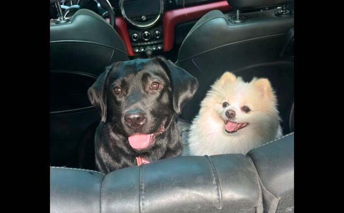 Madre regala mascotas mientras su hija estaba de vacaciones